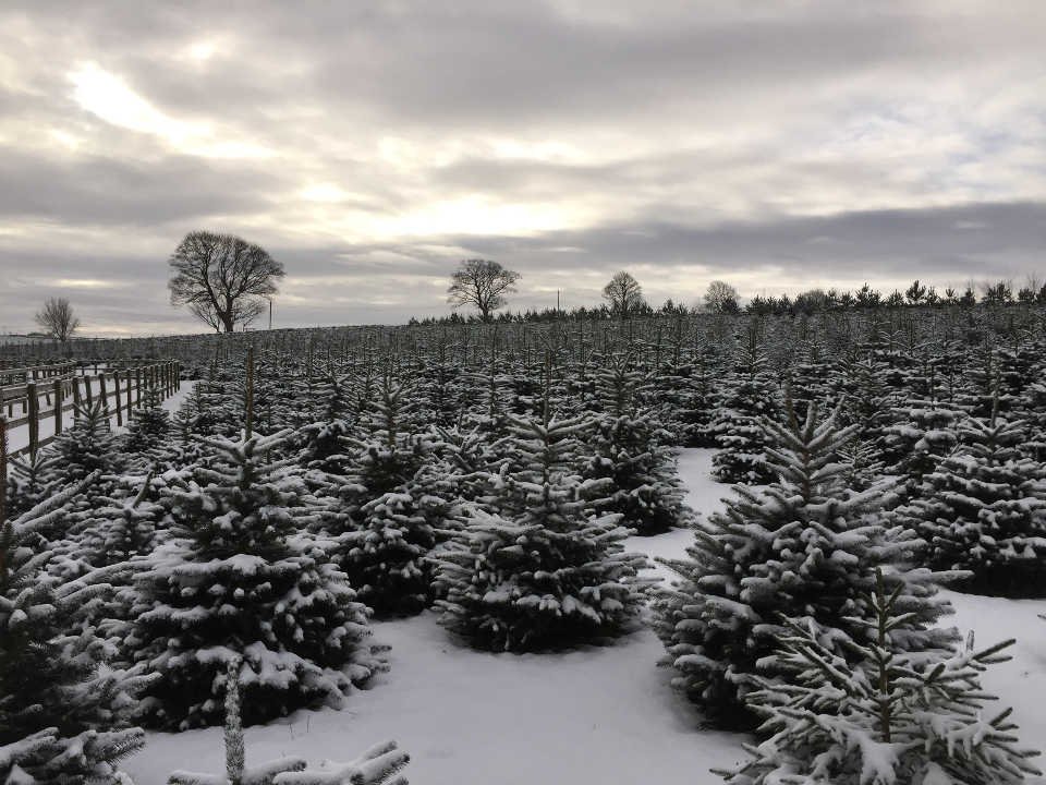 Sheffield Christmas Tree Company Farm